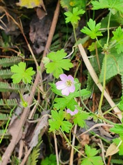 Geranium seemannii
