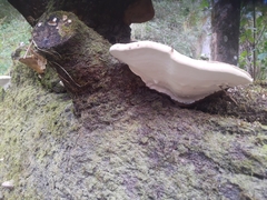 Fomitopsis hemitephra