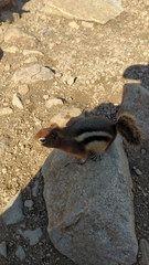 Callospermophilus lateralis