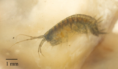 Amphipoda