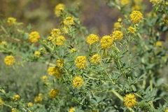 Cleomella lutea