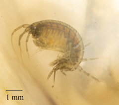 Amphipoda