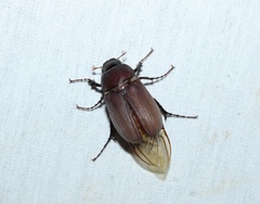 Phyllophaga
