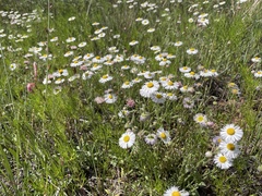 Erigeron divergens