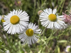 Erigeron divergens