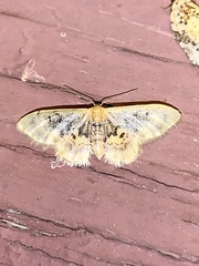 Idaea scintillularia