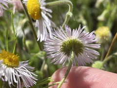 Erigeron divergens