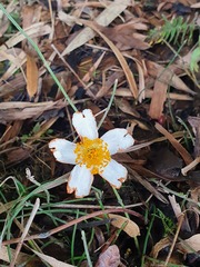 Bidens odorata