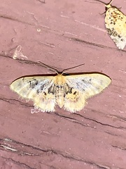 Idaea scintillularia