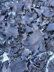 Umbilicaria