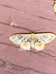 Idaea scintillularia