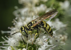 Philanthus multimaculatus