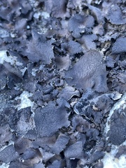 Umbilicaria