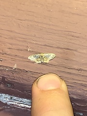 Idaea scintillularia