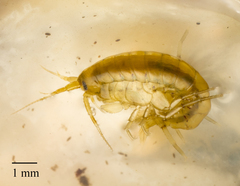 Amphipoda