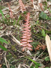 Blechnum occidentale