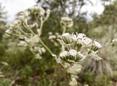 Psacalium cirsiifolium