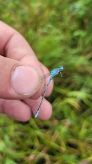 Enallagma circulatum