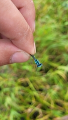 Enallagma circulatum