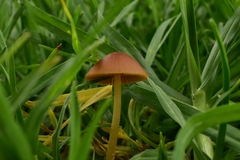 Conocybe tenera