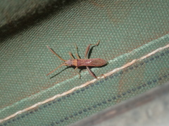 Alydidae