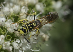 Philanthus multimaculatus