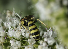 Philanthus multimaculatus