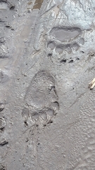 Ursus arctos lasiotus