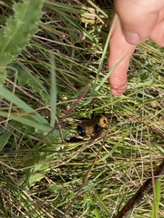 Bombus nevadensis