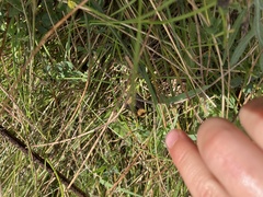 Bombus nevadensis