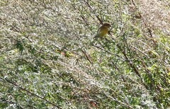 Emberiza aureola