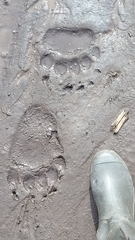 Ursus arctos lasiotus