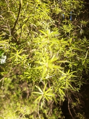 Leucopogon fasciculatus