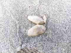 Donacidae