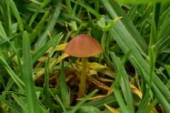 Conocybe tenera