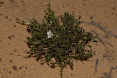 Cyanothamnus coerulescens spinescens