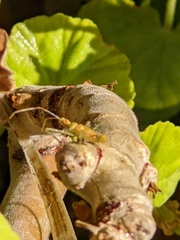 Zelus renardii