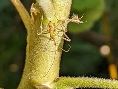 Zelus renardii
