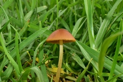 Conocybe tenera