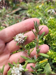 Polygonum paronychia