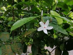 Kopsia singapurensis