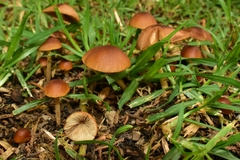 Conocybe tenera