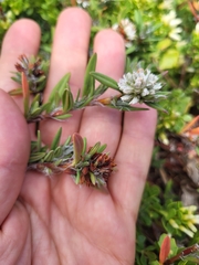 Polygonum paronychia