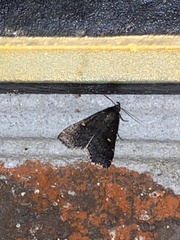 Tetanolita mynesalis