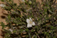 Cyanothamnus coerulescens spinescens