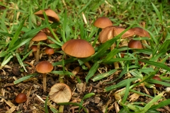 Conocybe tenera
