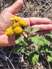 Tanacetum bipinnatum