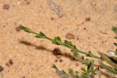 Cyanothamnus coerulescens spinescens