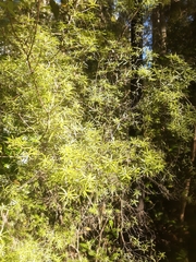 Leucopogon fasciculatus