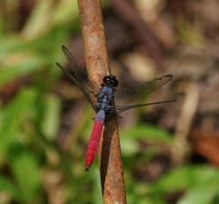 Orthetrum schneideri